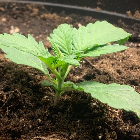 White widow Auto growlog timeline photo