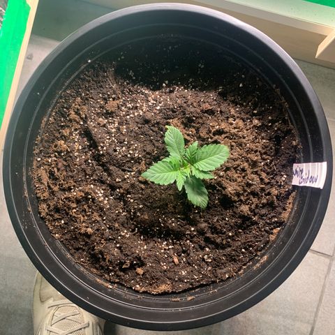 White widow Auto growlog timeline photo