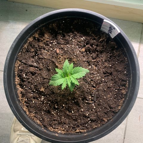 NYC diesel x White widow Auto growlog timeline photo