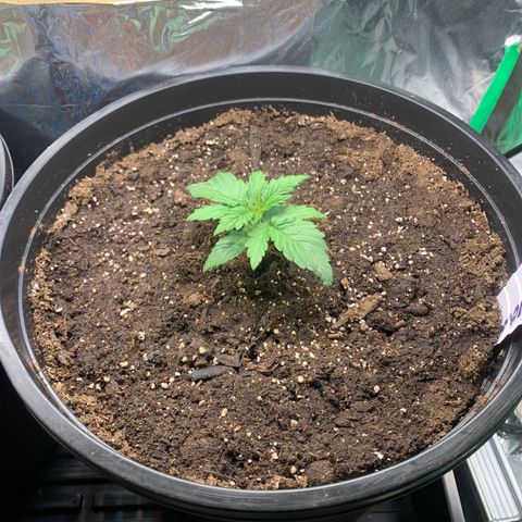 NYC diesel x White widow Auto growlog timeline photo