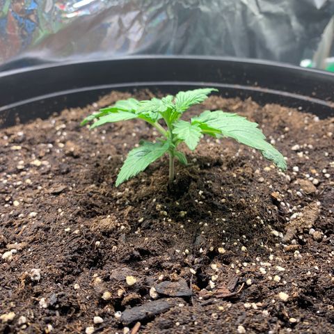 NYC diesel x White widow Auto growlog timeline photo