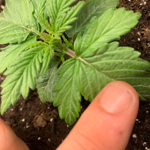 NYC diesel x White widow Auto growlog timeline photo