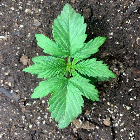 NYC diesel x White widow Auto growlog timeline photo