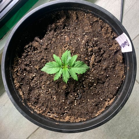 NYC diesel x White widow Auto growlog timeline photo