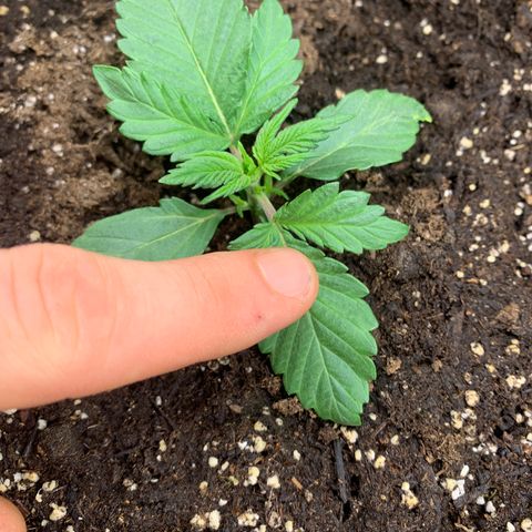 White widow Auto growlog timeline photo