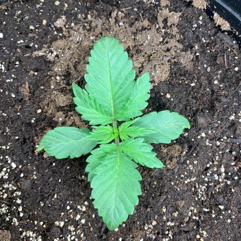 White widow Auto growlog timeline photo