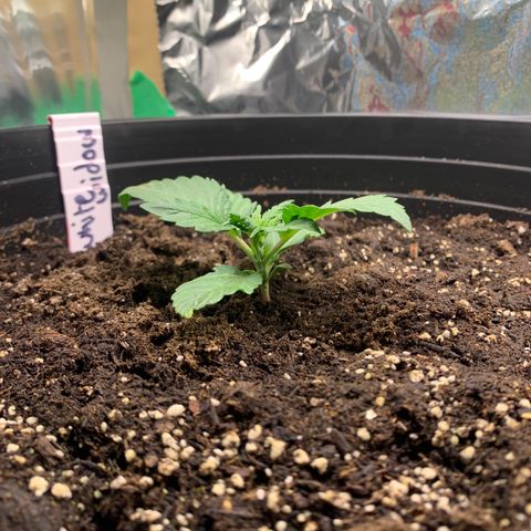 White widow Auto growlog timeline photo