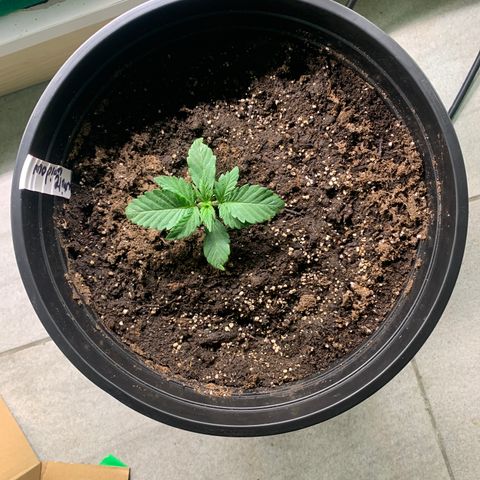 White widow Auto growlog timeline photo