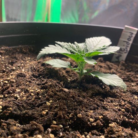 White widow Auto growlog timeline photo
