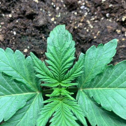 White widow Auto growlog timeline photo