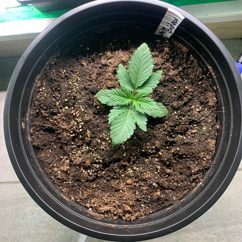 White widow Auto growlog timeline photo