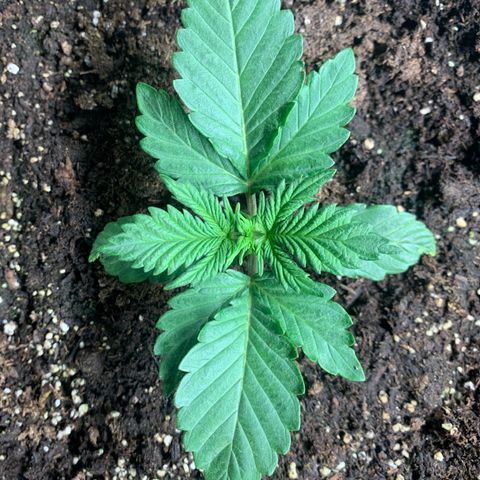 White widow Auto growlog timeline photo