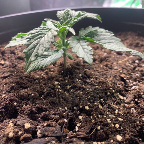 NYC diesel x White widow Auto growlog timeline photo