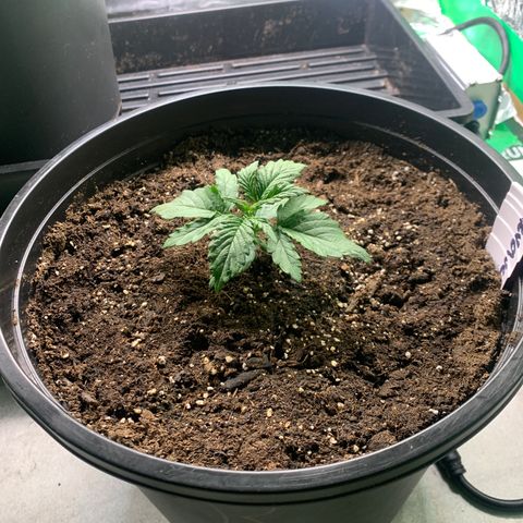 NYC diesel x White widow Auto growlog timeline photo