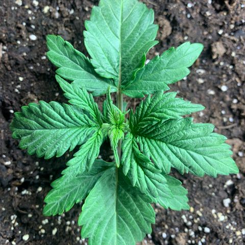 NYC diesel x White widow Auto growlog timeline photo