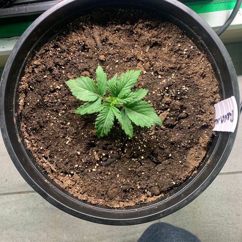 NYC diesel x White widow Auto growlog timeline photo