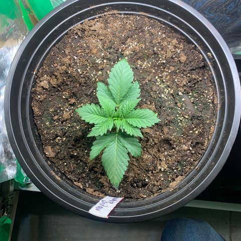 White widow Auto growlog photo: Lots of new growth. 