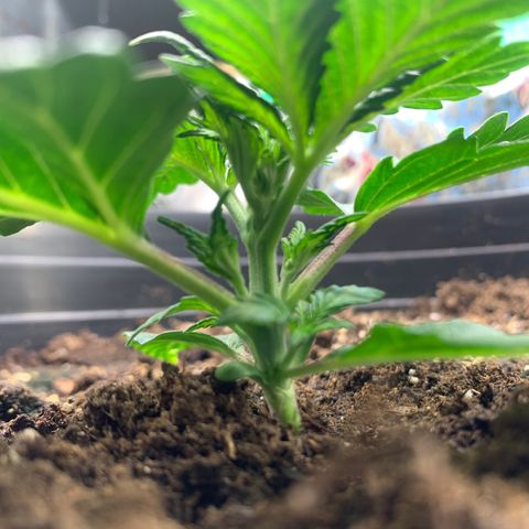 White widow Auto growlog photo: Lots of new growth. 