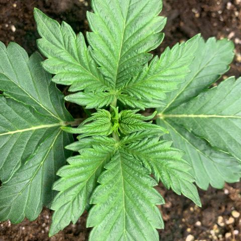 White widow Auto growlog photo: Lots of new growth. 