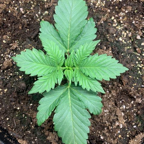 White widow Auto growlog photo: Lots of new growth. 