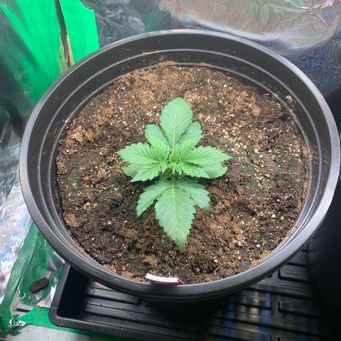 White widow Auto growlog photo: Lots of new growth. 