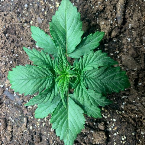 NYC diesel x White widow Auto growlog timeline photo