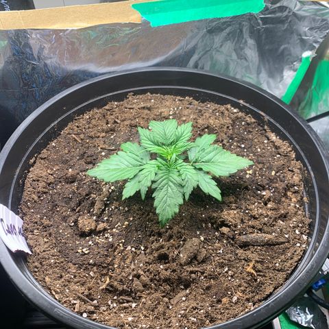 NYC diesel x White widow Auto growlog timeline photo