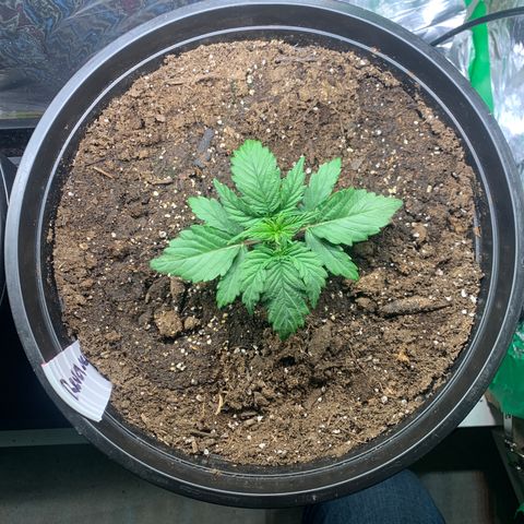 NYC diesel x White widow Auto growlog timeline photo