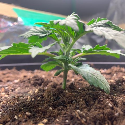 NYC diesel x White widow Auto growlog timeline photo