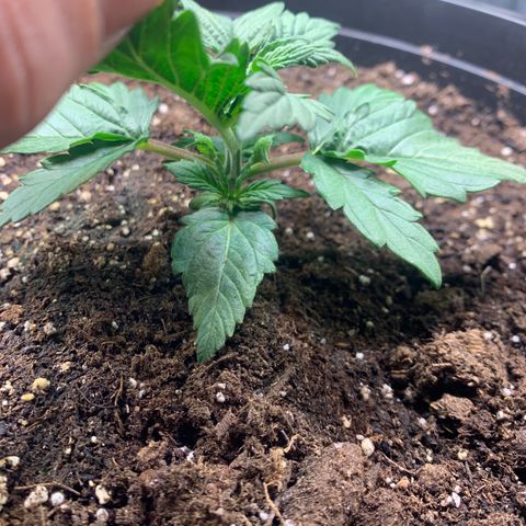 NYC diesel x White widow Auto growlog timeline photo