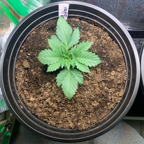 White widow Auto growlog timeline photo