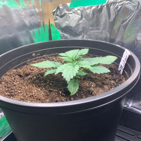 White widow Auto growlog timeline photo