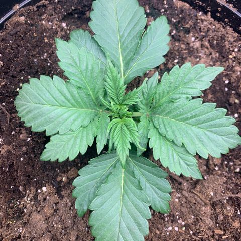 White widow Auto growlog timeline photo
