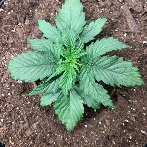 NYC diesel x White widow Auto growlog timeline photo