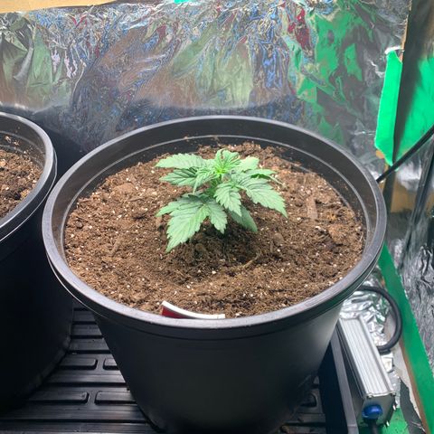 NYC diesel x White widow Auto growlog timeline photo