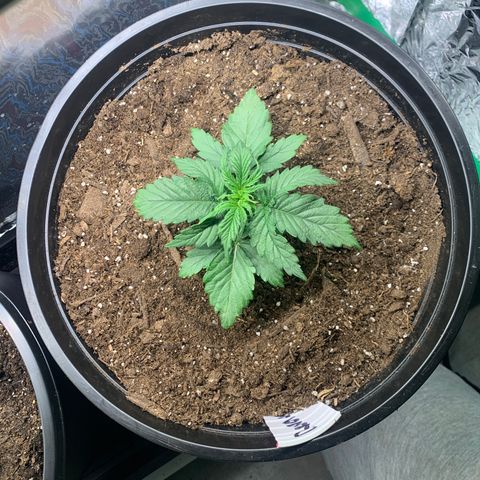 NYC diesel x White widow Auto growlog timeline photo