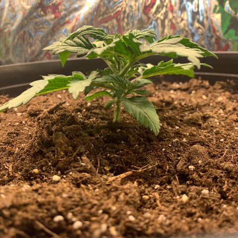 NYC diesel x White widow Auto growlog timeline photo
