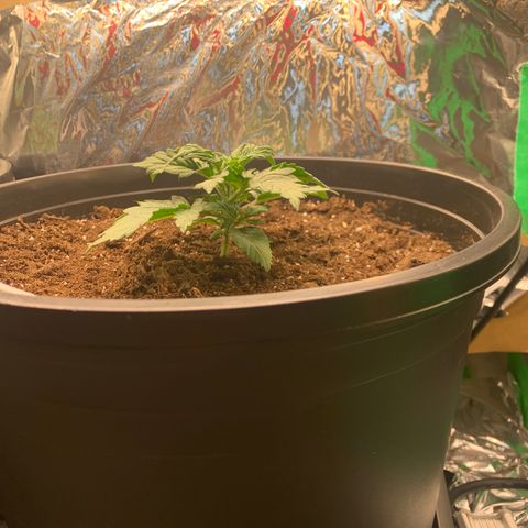 NYC diesel x White widow Auto growlog timeline photo