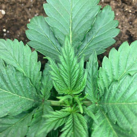 White widow Auto growlog timeline photo