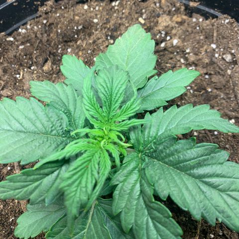 NYC diesel x White widow Auto growlog timeline photo
