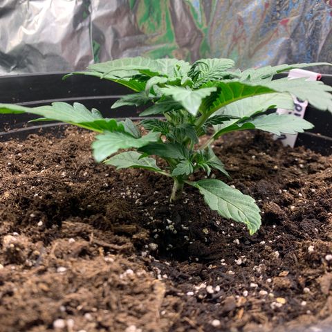 White widow Auto growlog timeline photo