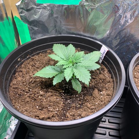 White widow Auto growlog timeline photo