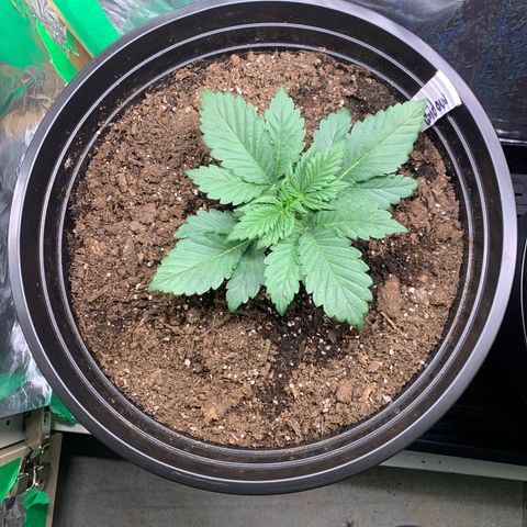 White widow Auto growlog timeline photo