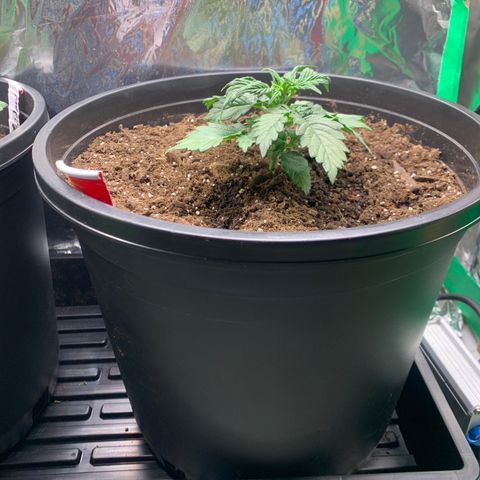 NYC diesel x White widow Auto growlog timeline photo