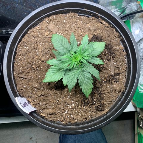 NYC diesel x White widow Auto growlog timeline photo