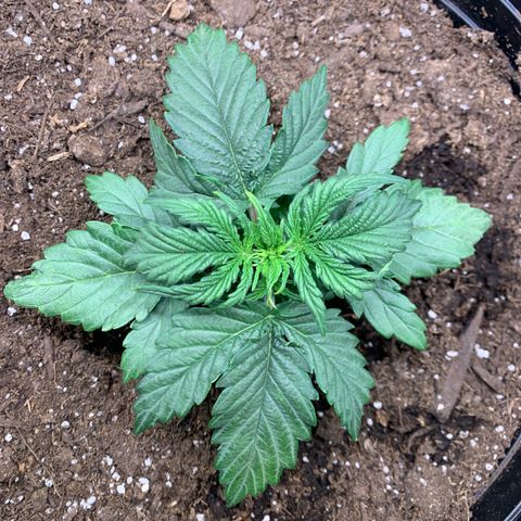 NYC diesel x White widow Auto growlog timeline photo