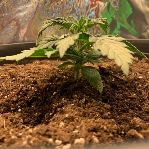 NYC diesel x White widow Auto growlog timeline photo