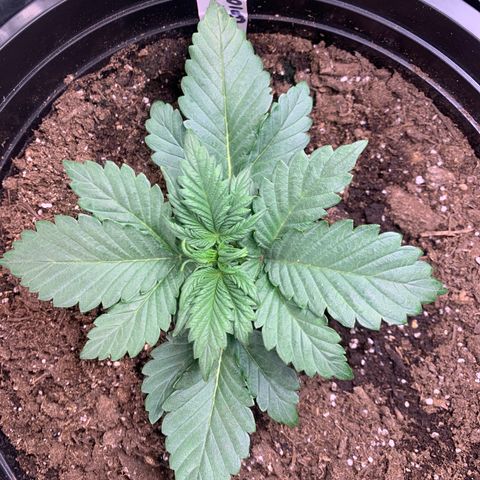 White widow Auto growlog timeline photo