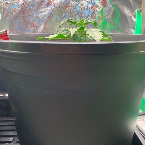 NYC diesel x White widow Auto growlog timeline photo