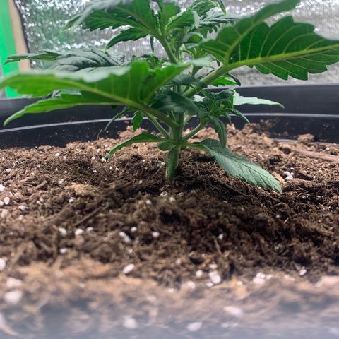 NYC diesel x White widow Auto growlog timeline photo